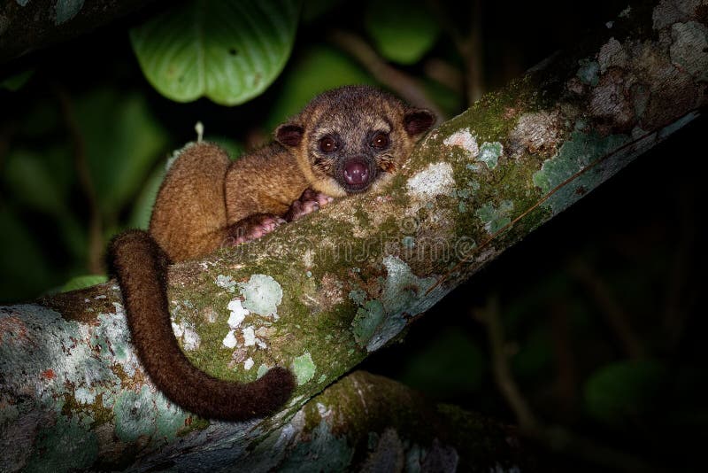 Kinkajou - Potos Flavus, tropikalnego lasu deszczowego rodzinny Procyonidae odnosić sie olingos, coatis, szop pracz i ringtail ss