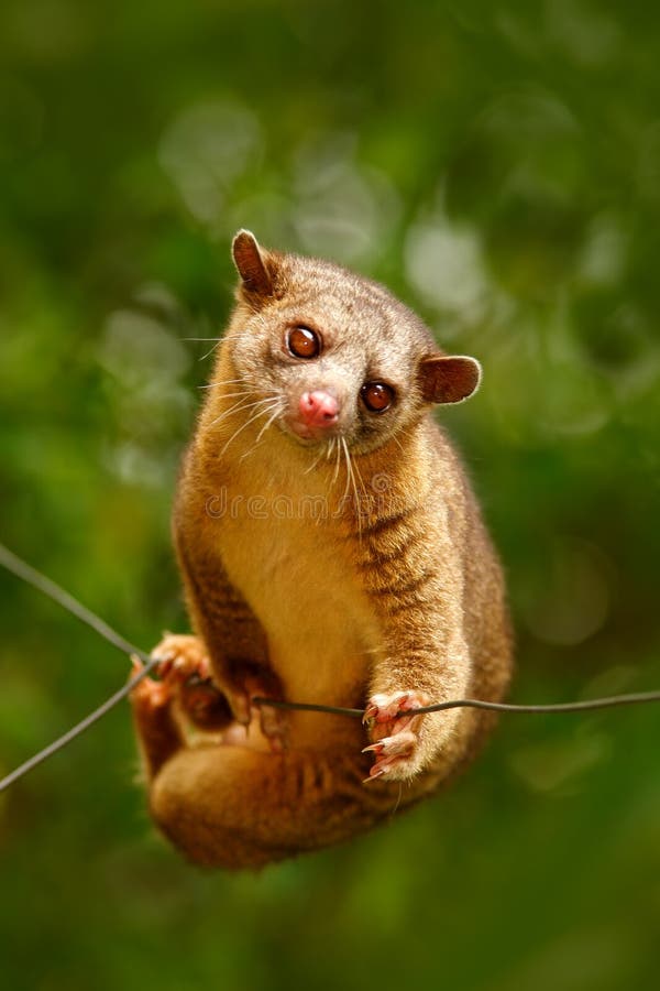Kinkajou, Potos Flavus, zwrotnika zwierzę w natura lasu siedlisku Ssak w Costa Rica Przyrody scena od natury Dziki Kinkajo