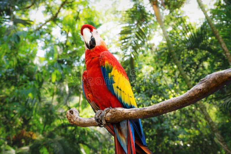 Kinky red macaw or scarlet macaw Ara macao with green sunny jungle background in Macaw Mountain Bird Park, Copan Ruinas, Honduras