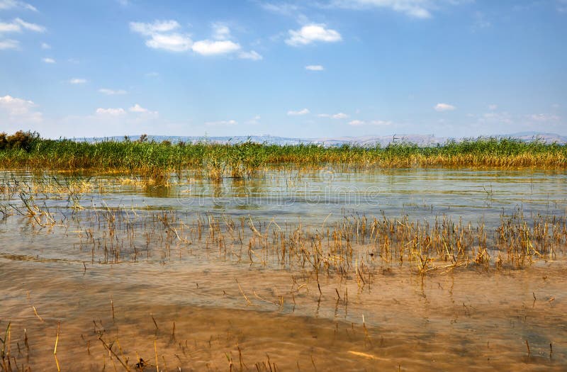 Kinneret kust- remsa för sjö med buskar Juli arkivbild Kinneret kust- remsa för sjö med buskar Juli arkivbild