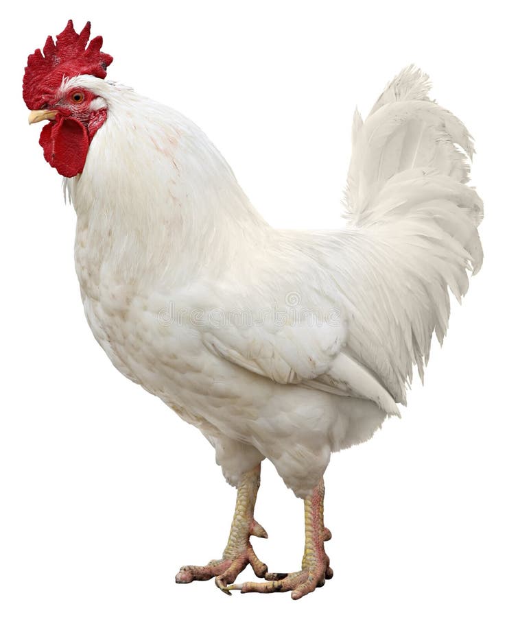 Kip die op een witte achtergrond wordt geïsoleerdt