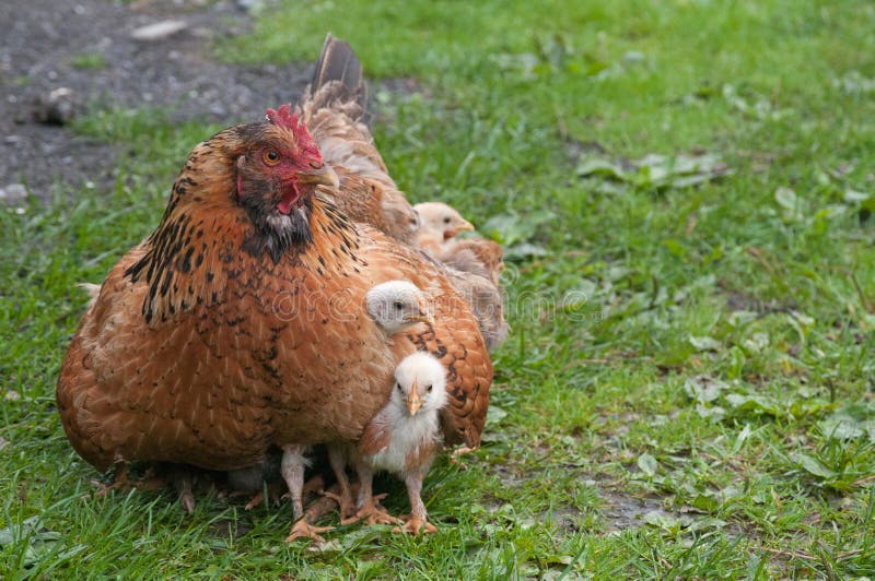 Hen en kuikens royalty-vrije stock foto