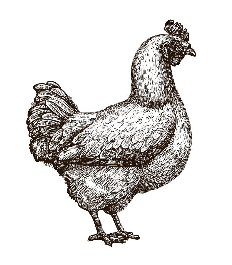 Kip, kippenschets Gevogeltelandbouwbedrijf, de landbouwconcept Uitstekende vectorillustratie royalty-vrije illustratie Kip, kippenschets Gevogeltelandbouwbedrijf, de landbouwconcept Uitstekende vectorillustratie royalty-vrije illustratie