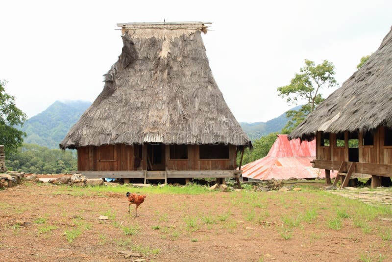 Kip in een openluchtmuseum in Wologai stock afbeelding