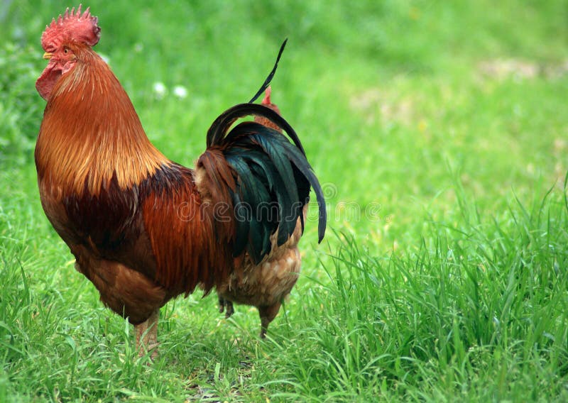 Vrije Waaier Organische Kippen Stock Afbeelding Image of landbouw