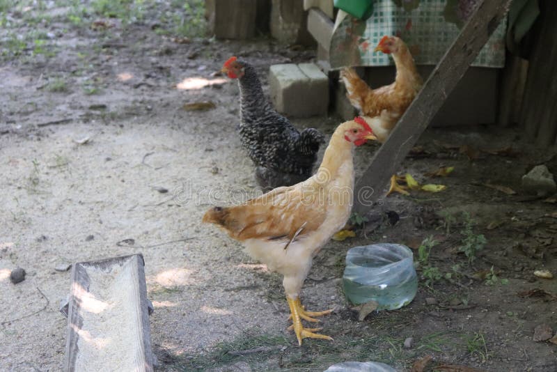 Kippen in een organisch landbouwbedrijf worden gefokt dat royalty-vrije stock foto Kippen in een organisch landbouwbedrijf worden gefokt dat royalty-vrije stock foto