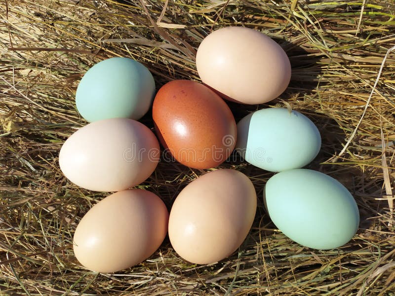 overstroming drie Boos Kippeneieren in Een Rietnest. Natuurlijke Zelfgemaakte Gekleurde Eieren.  Stock Foto - Image of eigengemaakt, koken: 176537964
