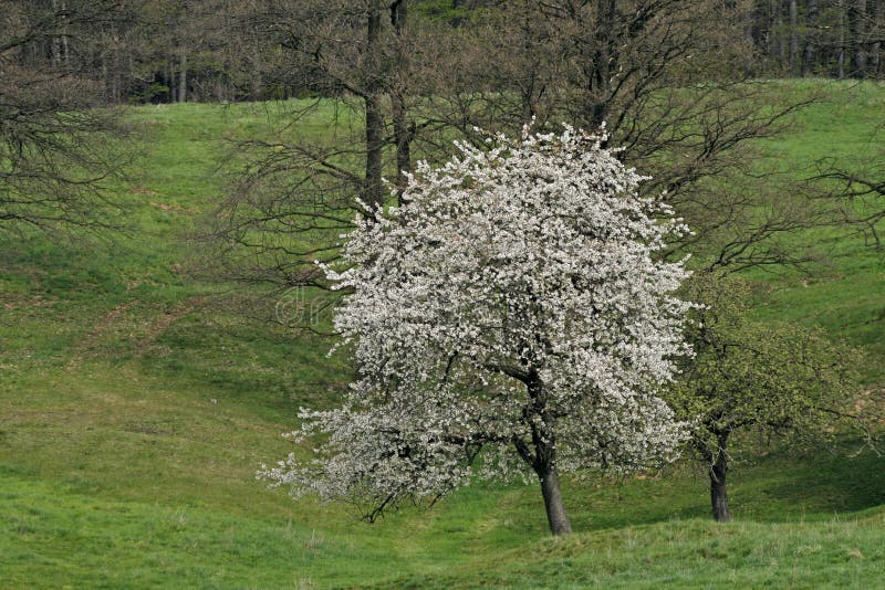 Kirschbaum Im Frühjahr, Deutschland Stockfoto Bild von europa, land