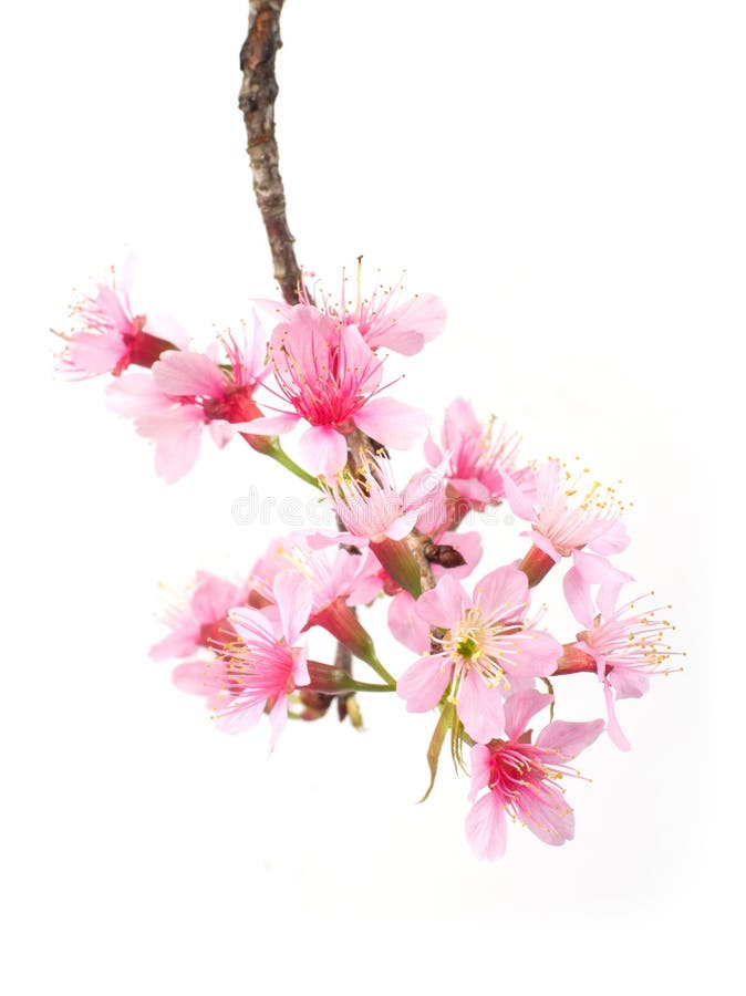 Kirschblüte stockbilder