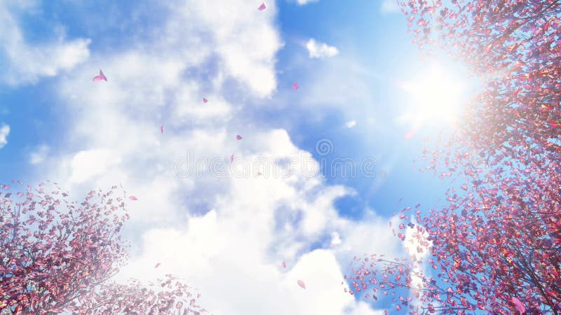 Kirschblüte-Blumen und fallende Blumenblätter am Sonnenlicht