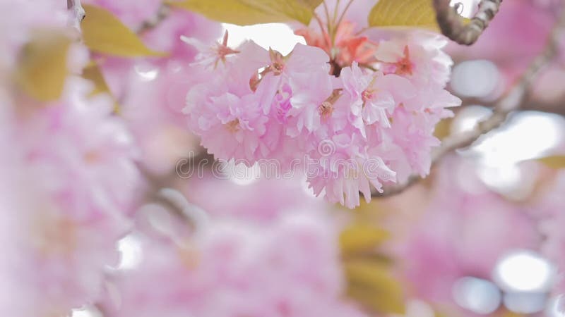 Kirschblüte-Blumenblumenblätter Injizieren Aufstieg in der Luft
