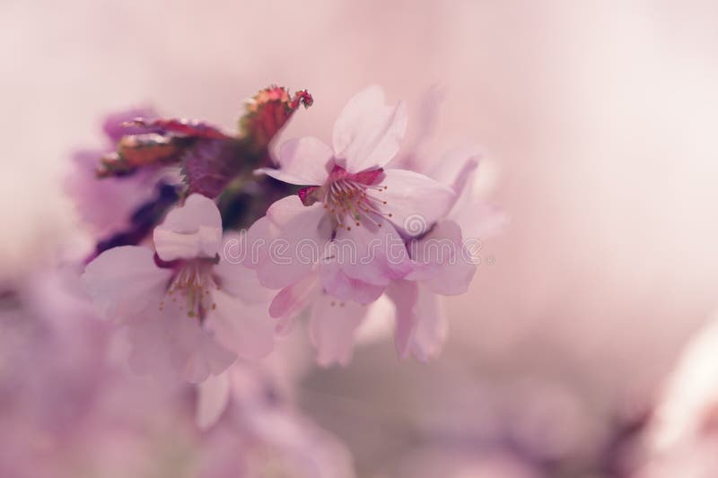 Kirschblüte im Blütenabschluß herauf Foto, getontes Foto stockfotos Kirschblüte im Blütenabschluß herauf Foto, getontes Foto stockfotos
