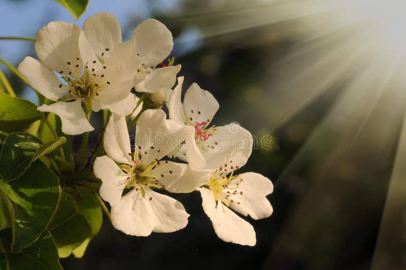 Kirschblüte im warmen Sonnenunterganglicht lizenzfreie stockfotos Kirschblüte im warmen Sonnenunterganglicht lizenzfreie stockfotos
