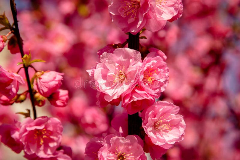 Kirschblüte, Kirschblüte, Kirschbaum mit Blumen lizenzfreie stockfotografie Kirschblüte, Kirschblüte, Kirschbaum mit Blumen lizenzfreie stockfotografie