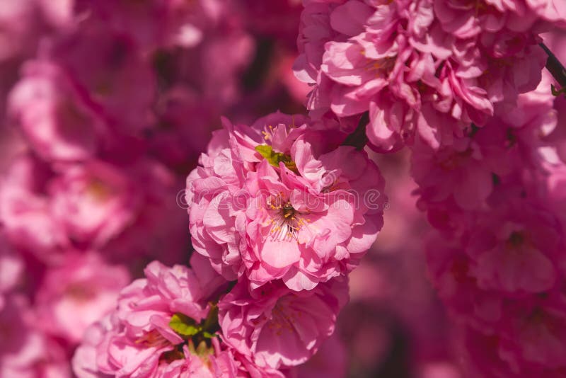 Kirschblüte, Kirschblüte, Kirschbaum mit Blumen Orientalisches cherr stockbilder Kirschblüte, Kirschblüte, Kirschbaum mit Blumen Orientalisches cherr stockbilder