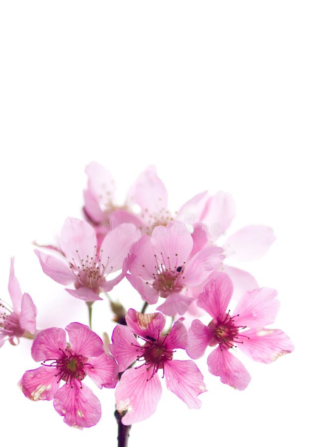 Kirschblüte Sakura stockbilder Kirschblüte Sakura stockbilder