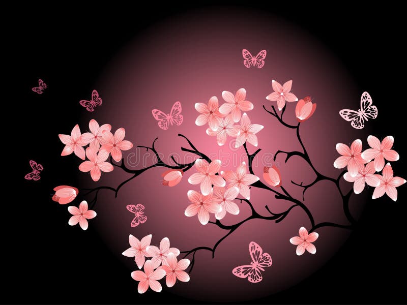 Kirschblüte, schwarzer Hintergrund