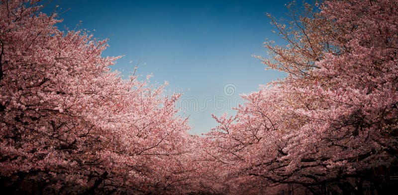 This picture was taken at Ueno park in Tokyo, during cherry blossom season / hanami 2010. This picture was taken at Ueno park in Tokyo, during cherry blossom season / hanami 2010.