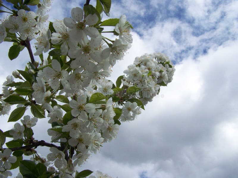 Early spring brings out the blossoms on the tart cherry tree. Early spring brings out the blossoms on the tart cherry tree.