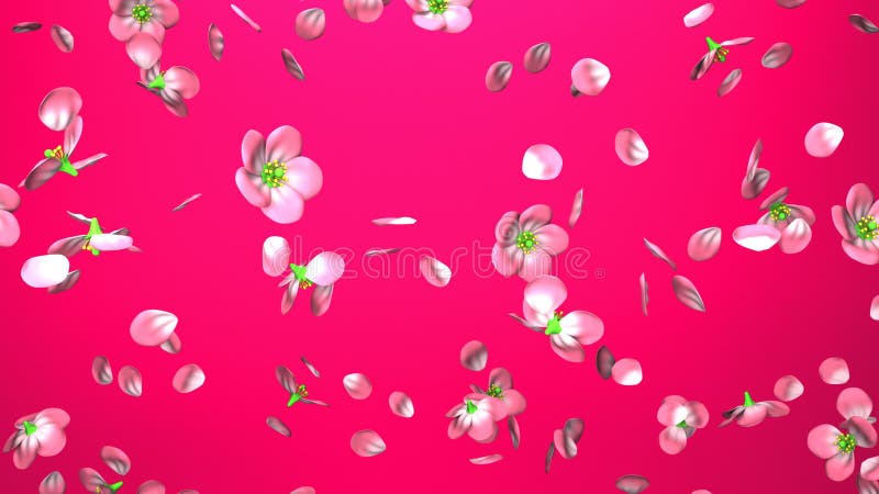 Kirschblüten auf rosa Hintergrund