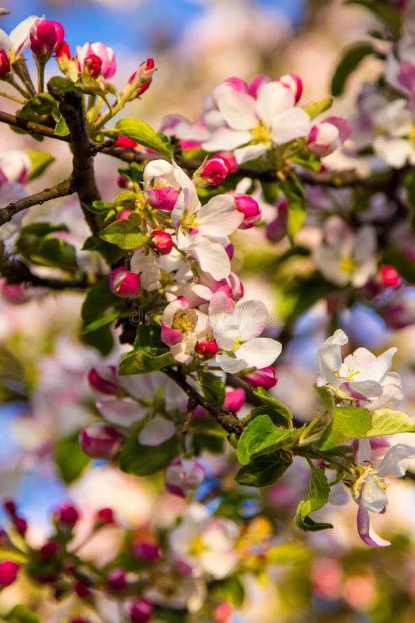 Kirschblüten mit den sensiblen rosafarbenen Blättern. stockfotografie