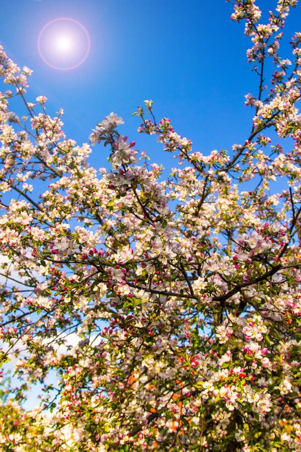 Kirschblüten mit den sensiblen rosafarbenen Blättern. lizenzfreie stockfotografie