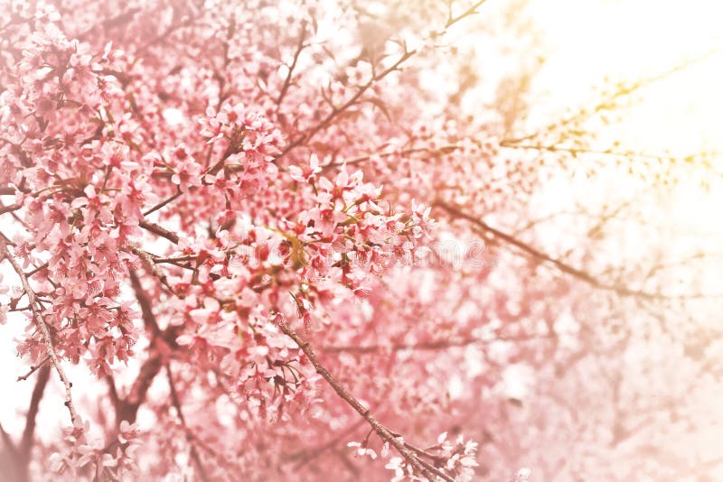 Kirschblüte stockbilder