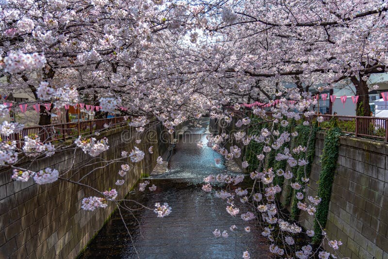 Cherry blossom season is now quickly reaching its best viewing period this week in Tokyo and many places across southern Japan after an unusually warm past few weeks. Thanks to the extra push, the blossoms are opening extraordinarily early this year, almost one week earlier than average. Cherry blossom season is now quickly reaching its best viewing period this week in Tokyo and many places across southern Japan after an unusually warm past few weeks. Thanks to the extra push, the blossoms are opening extraordinarily early this year, almost one week earlier than average.