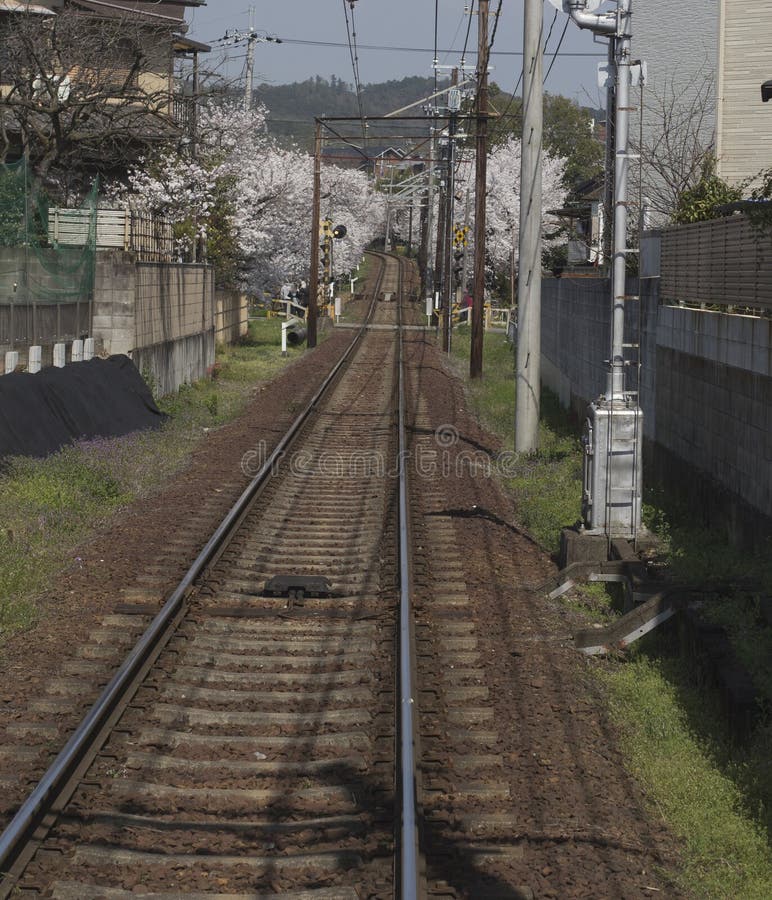 Kirschblütentunnel, Keifuku-Linie, Arashiyama, Kyoto aus dem Zug am sonnigen Tag in Kyoto heraus stockbild Kirschblütentunnel, Keifuku-Linie, Arashiyama, Kyoto aus dem Zug am sonnigen Tag in Kyoto heraus stockbild