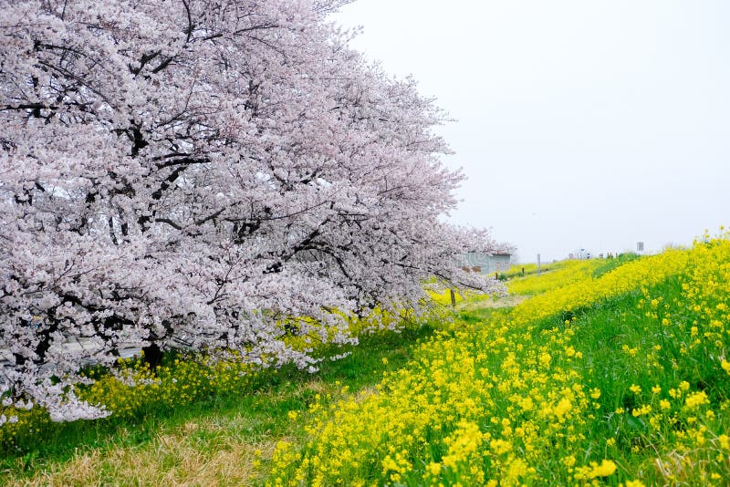 Kirschblütentunnel und Felder des gelben blühenden nanohana bei Kumagaya Arakawa Ryokuchi parken in Kumagaya, Saitama, Japan Auch lizenzfreie stockfotos Kirschblütentunnel und Felder des gelben blühenden nanohana bei Kumagaya Arakawa Ryokuchi parken in Kumagaya, Saitama, Japan Auch lizenzfreie stockfotos