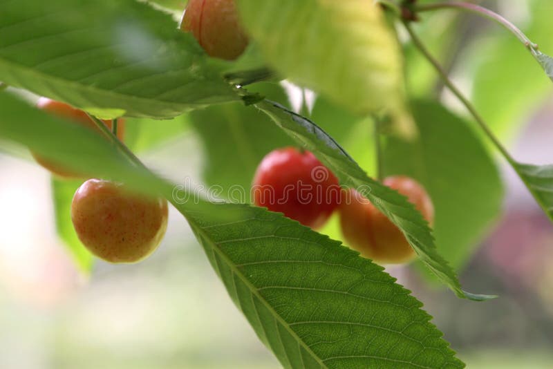 Kirschen im Garten stockbild. Bild von kochen, wachsen 2612333