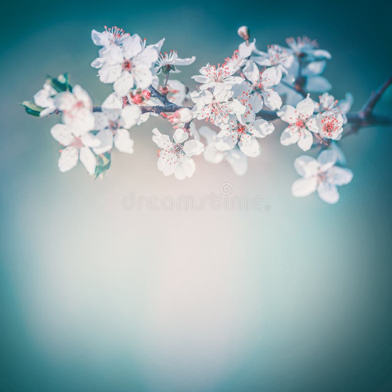 Kirschfrühlings-Blütenhintergrund, weiße Blumen blühen an der Türkisunschärfenatur