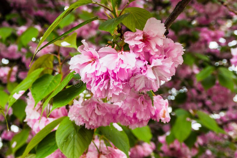 Kirschsakurenblüten in New York City lizenzfreie stockfotografie Kirschsakurenblüten in New York City lizenzfreie stockfotografie