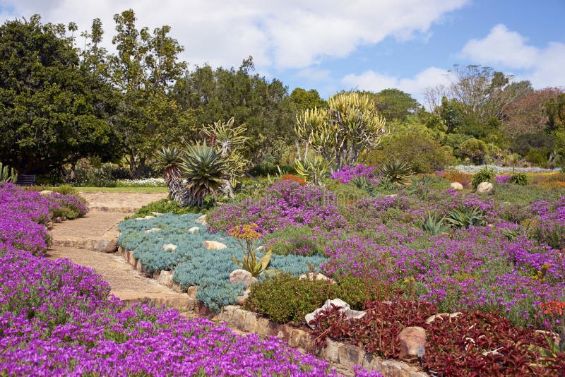 Kirstenbosch Botanical Gardens stock image Kirstenbosch Botanical Gardens stock image