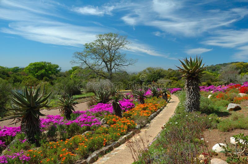 Grădina botanică națională Kirstenbosch royalty free stock photos