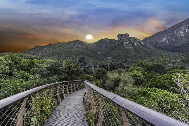 Kirstenbosch nationaler Baumüberdachungsgehweg Botanischen während des Gartens Sonnenuntergangs in Kapstadt Südafrika