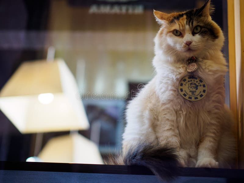 Kishi, Japan October 07 Cat Station Master Nitama in on Duty on