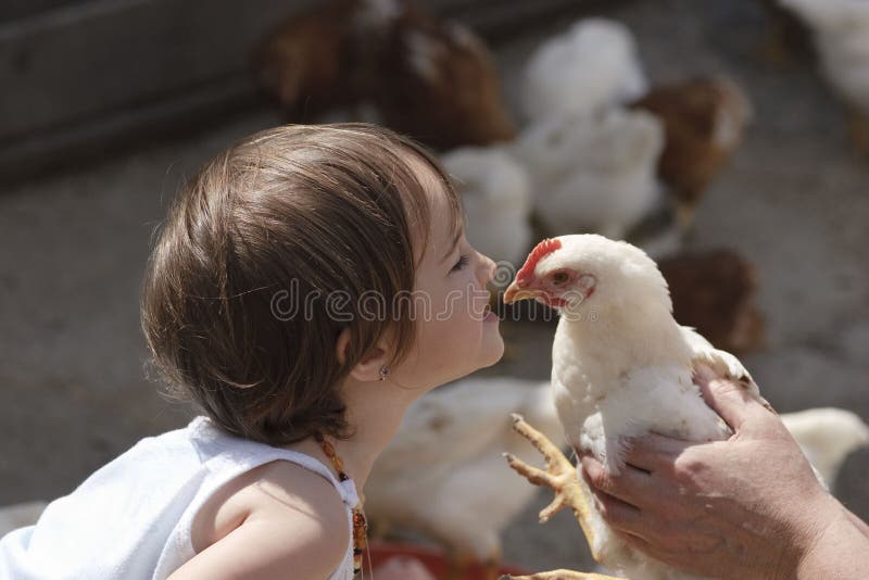 Kissing chicken