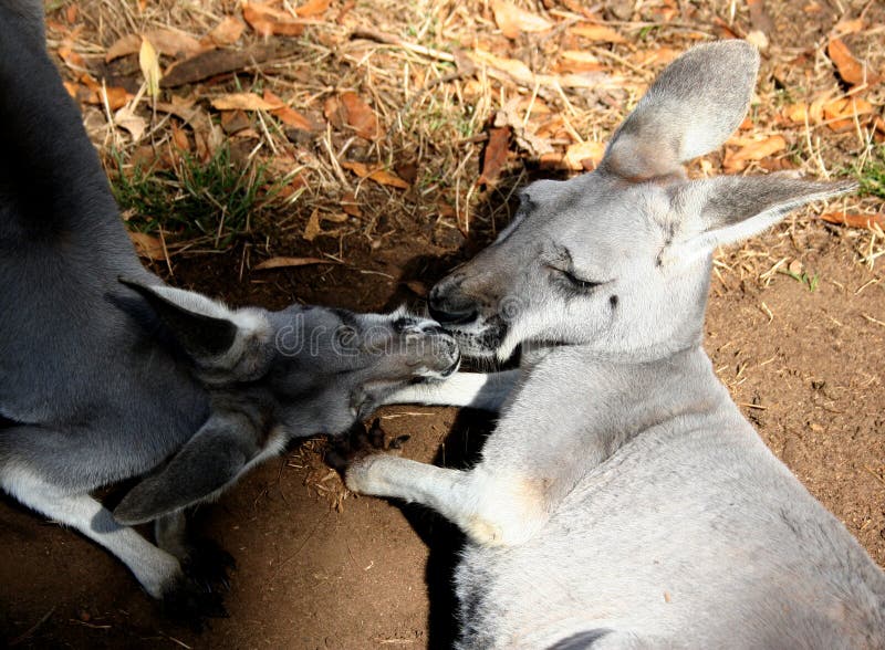 Kissing kangaroos