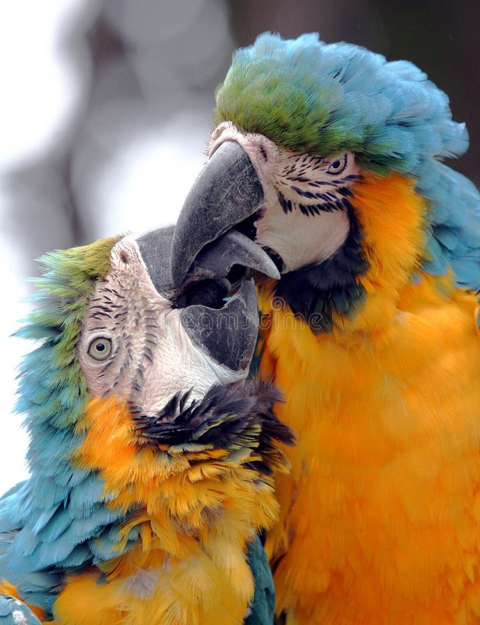 Kissing Parrots Stock Photo Image 9425430