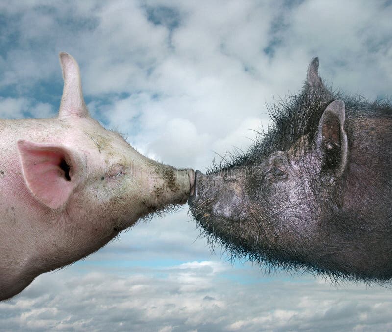 Two Pigs Kissing