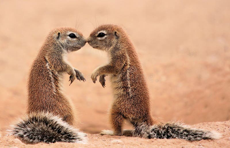 Two Squirrels Kissing Stock Photos Free & RoyaltyFree Stock Photos