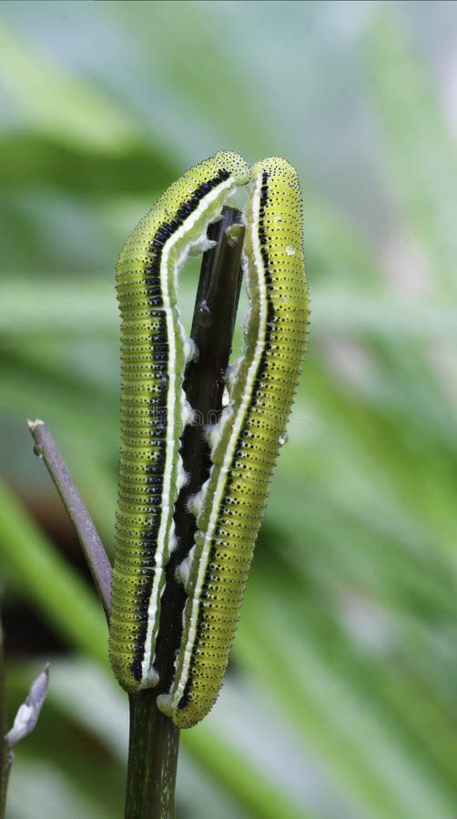 Worm kiss. stock photo. Image of closeup, grub, spring 17442246