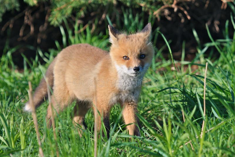 Kit sauvage de Fox rouge photographie stock libre de droits Kit sauvage de Fox rouge photographie stock libre de droits