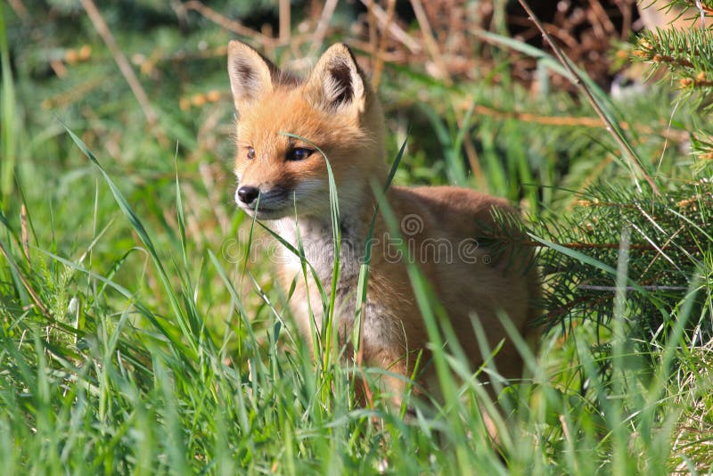 Kit selvaggio di Fox rosso fotografie stock Kit selvaggio di Fox rosso fotografie stock