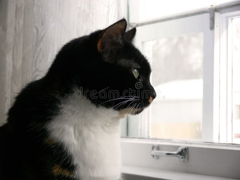 De calicó gato buscando afuera de La cocina.