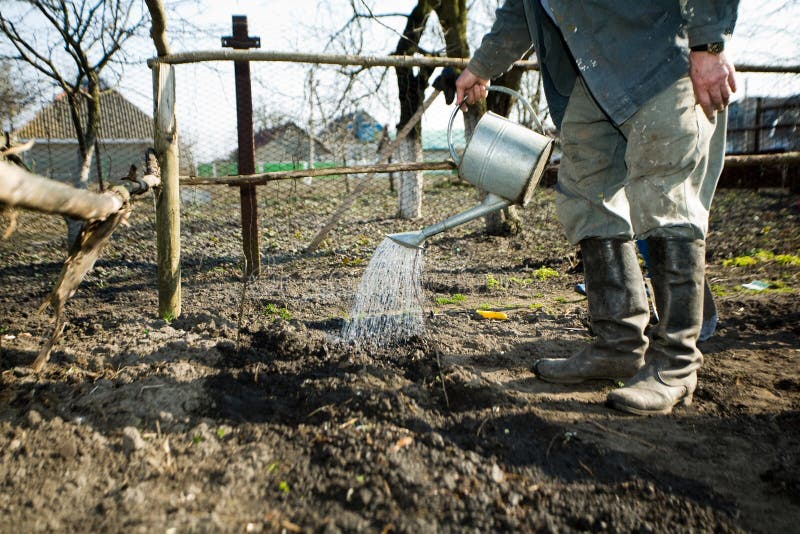 In kitchen garden