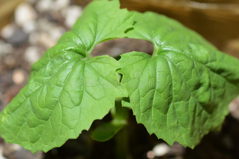Seedlings of Bitter Gourd To Grow from Seed in the Field Plot Stock