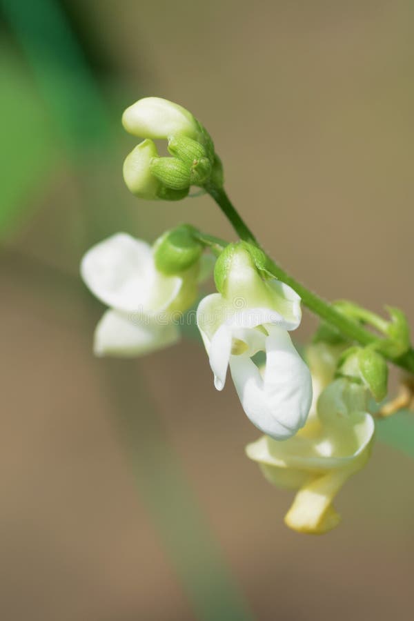 Kidney bean cultivation stock photo. Image of beans 121042760