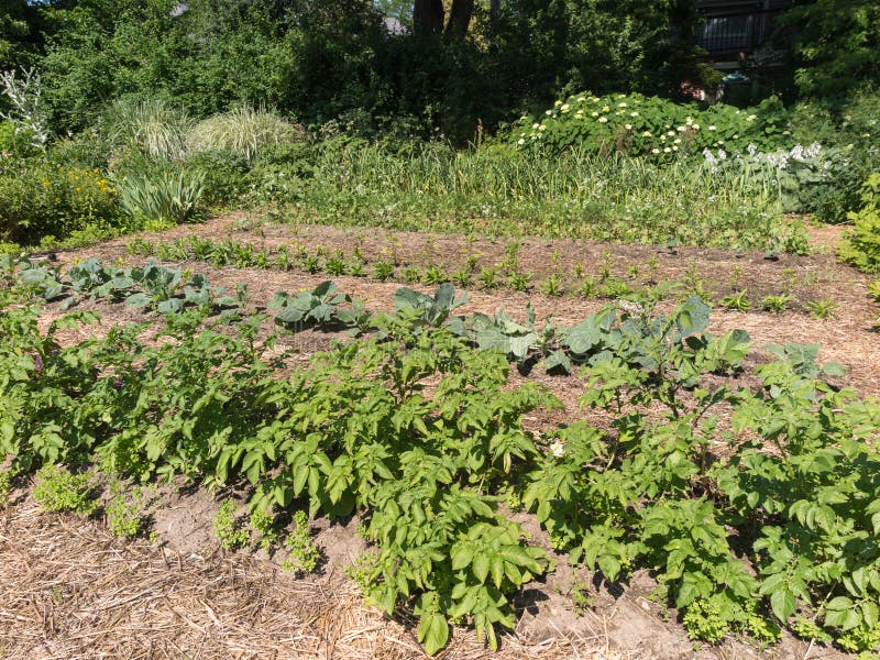 Vegetable Garden stock image. Image of garden, landscaping 109702847